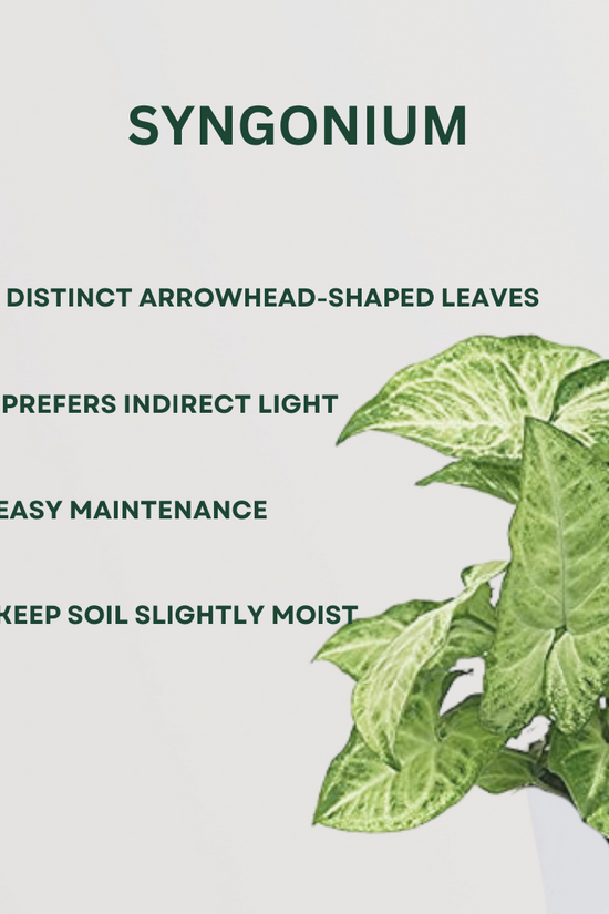 Low maintenance indoor plant combo
