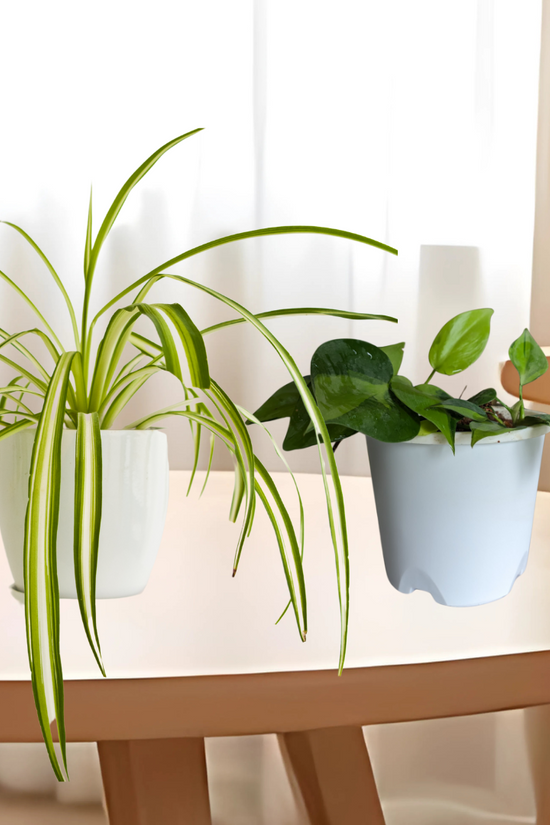 Luck at your door step combo Image 1