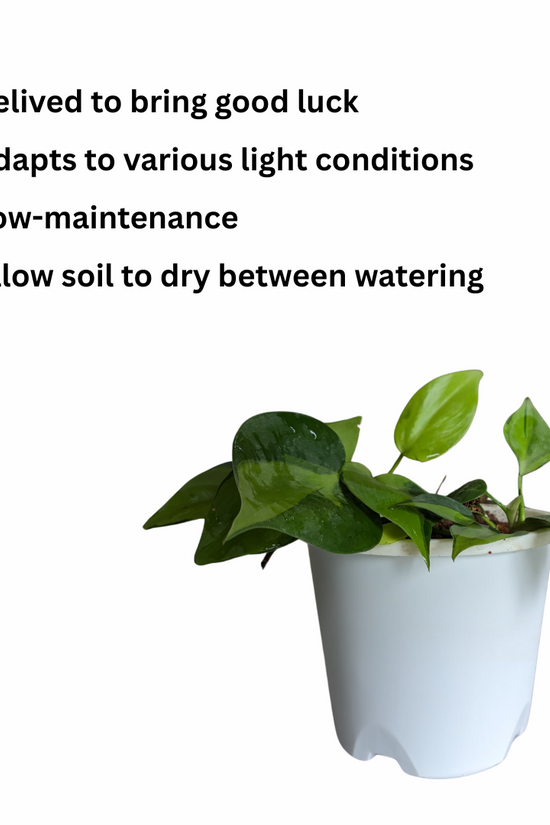 Luck at your door step combo Money Plant-Image 2