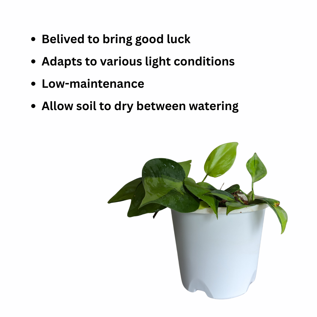 Luck at your door step combo Money Plant-Image 2