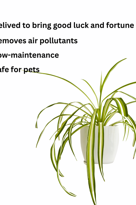 Luck at your door step combo Spider Plant-Image 3