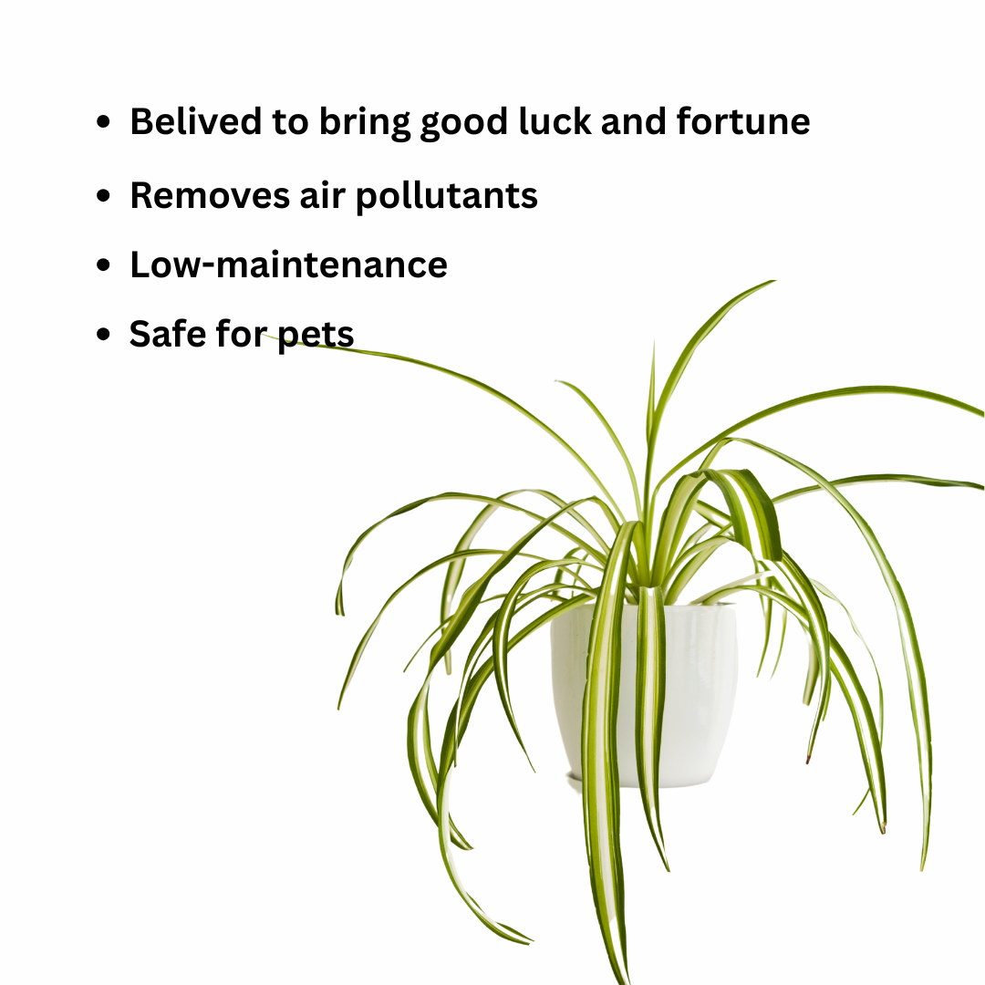 Luck at your door step combo Spider Plant-Image 3