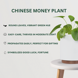 Luck at your door step combo Chinese Money Plant  - Gardengram