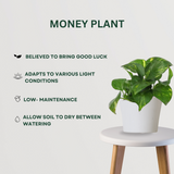 Luck at your door step combo Money Plant- Gardengram
