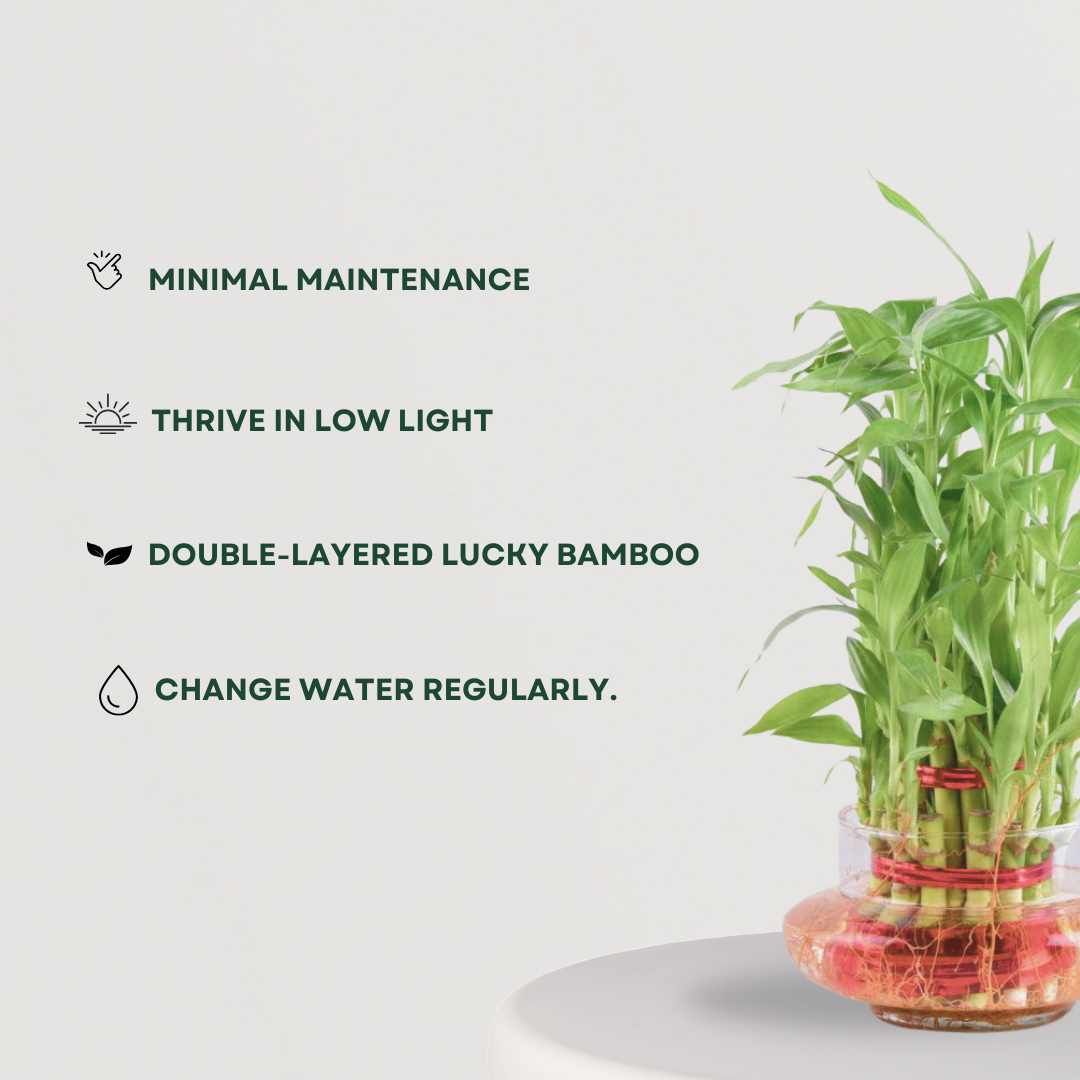 Lucky Bamboo Plant 2 layer - Gardengram 