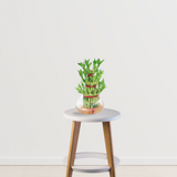 Lucky Bamboo - 3 layer | Feng shui lucky plant | Plant for office & home