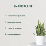 Lucky PLant Combo of 2 Snake Plant - Gardengram 