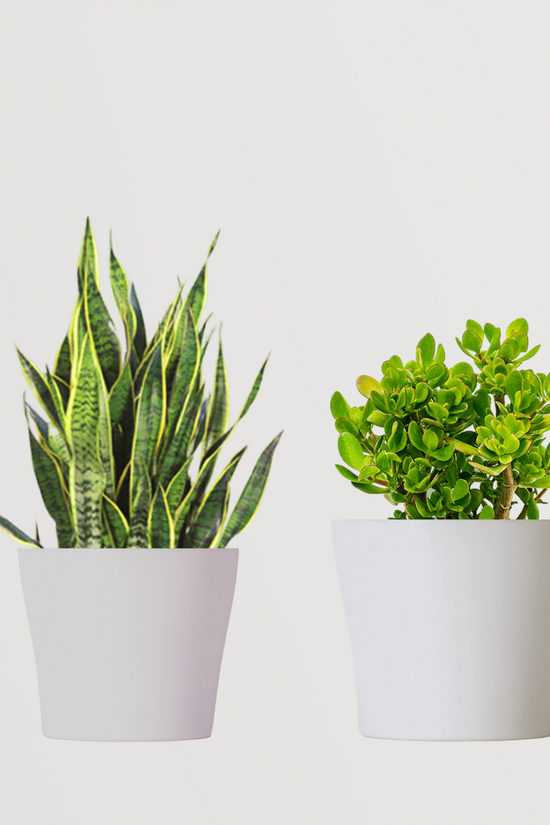 Twin lucky plant combo