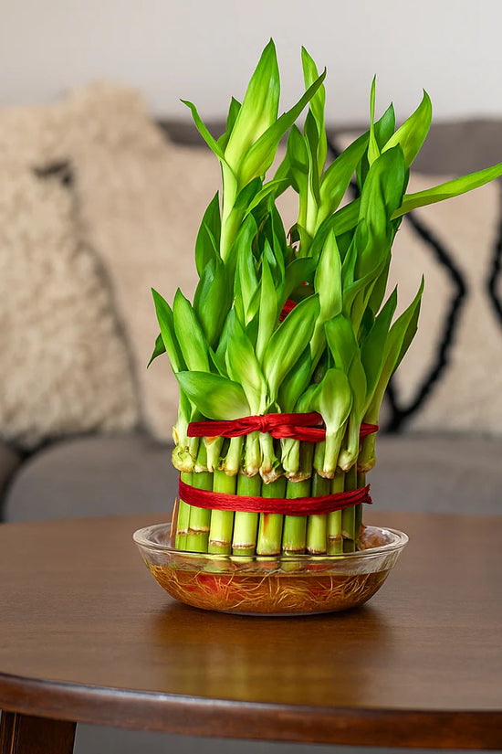 Positive Energy Pack (Money Plant, Lucky Bamboo, Areca Palm)