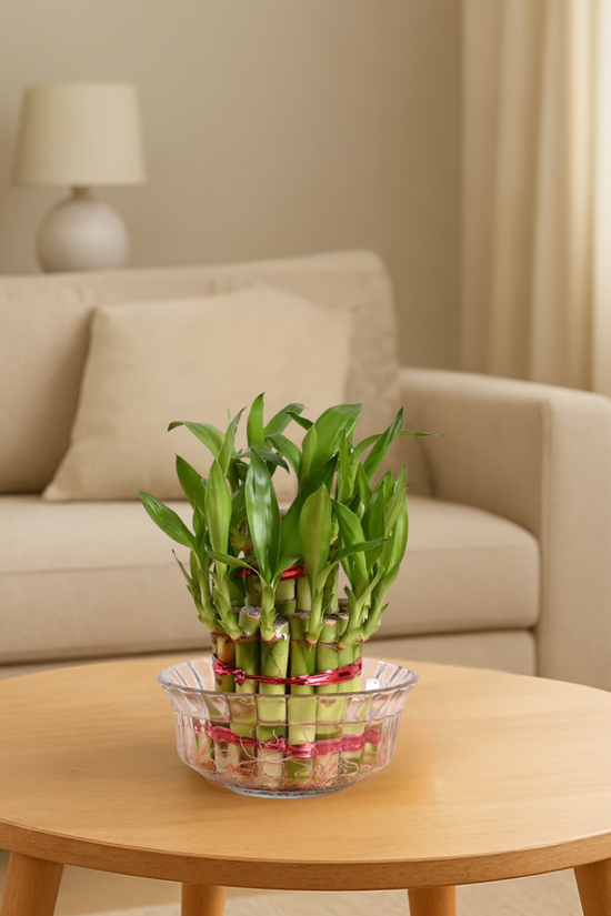Bamboo plant in a glass bowl on a wooden coffee table in a living room.