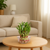 Bamboo plant in a glass bowl on a wooden coffee table in a living room.