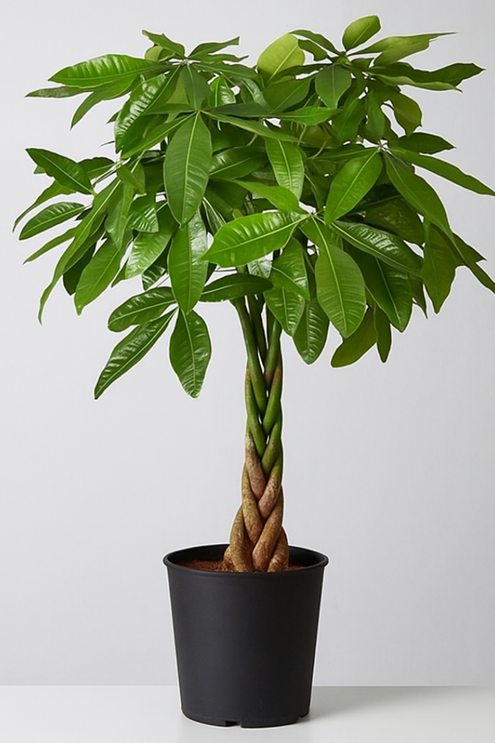 Potted plant with braided trunk on a white background