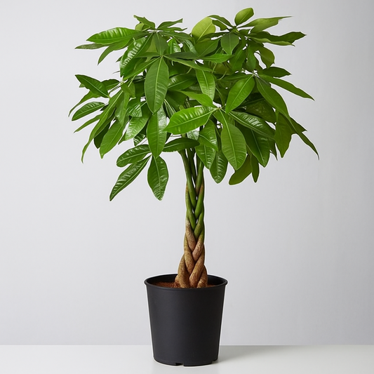 Potted plant with braided trunk on a white background