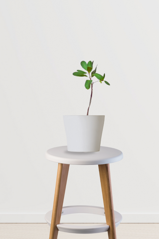 Live mango plant for garden or pot

