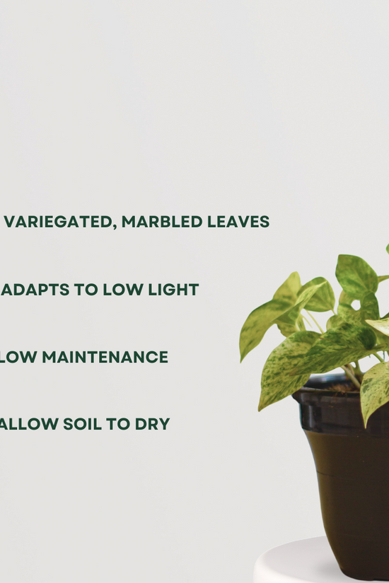 Marble Queen pothos indoor plant
