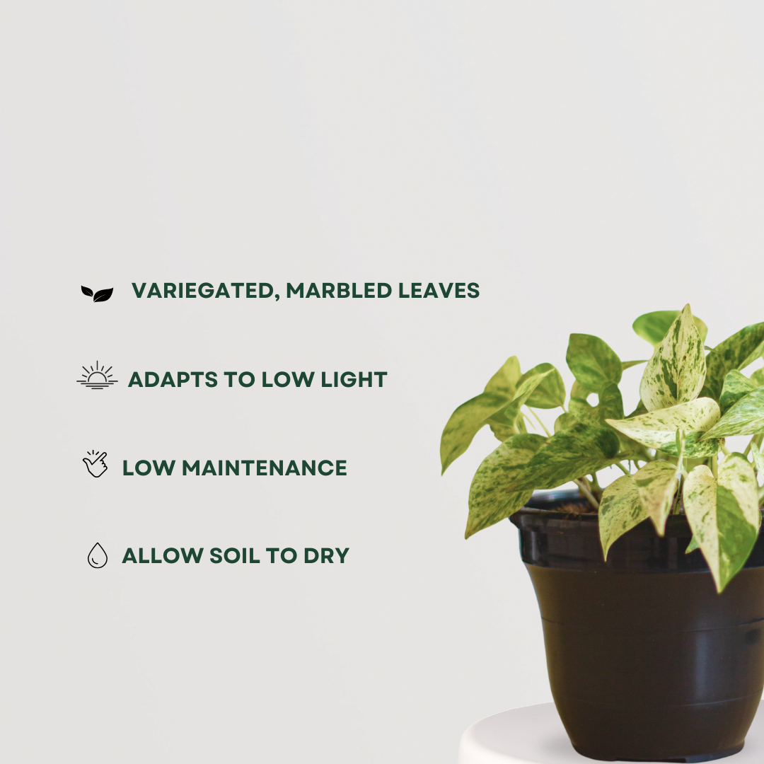 Marble Queen pothos indoor plant
