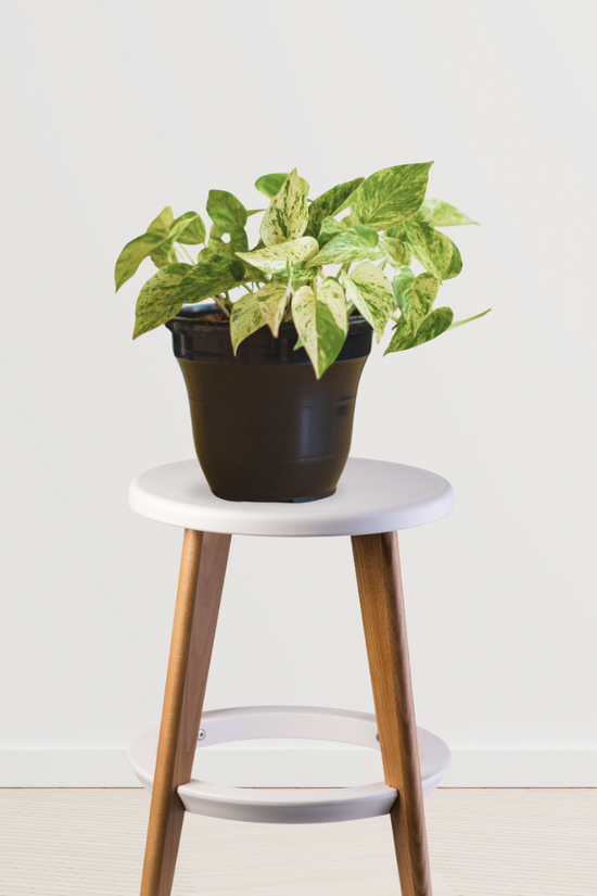 Marble Queen pothos indoor plant
