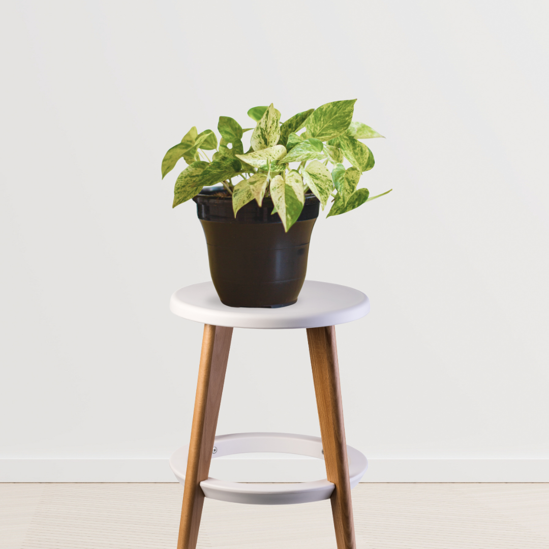 Marble Queen pothos indoor plant
