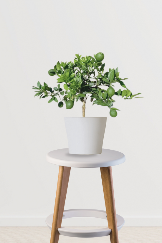 Mausambi fruit tree for garden
