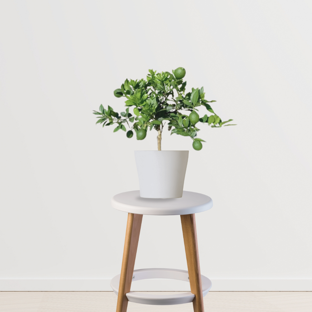 Mausambi fruit tree for garden
