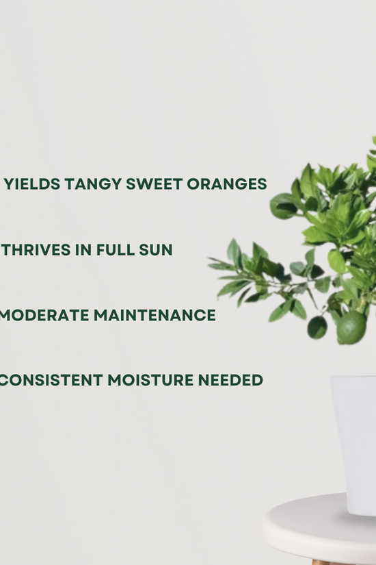 Mausambi fruit tree for garden
