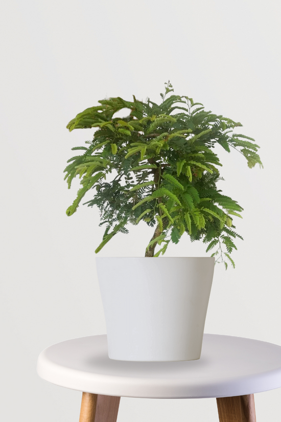 Meethi imli tamarind tree
