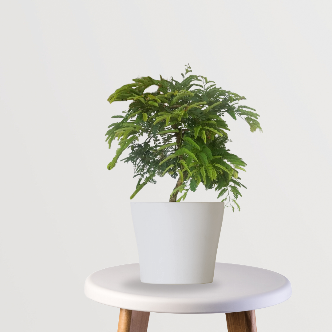 Meethi imli tamarind tree
