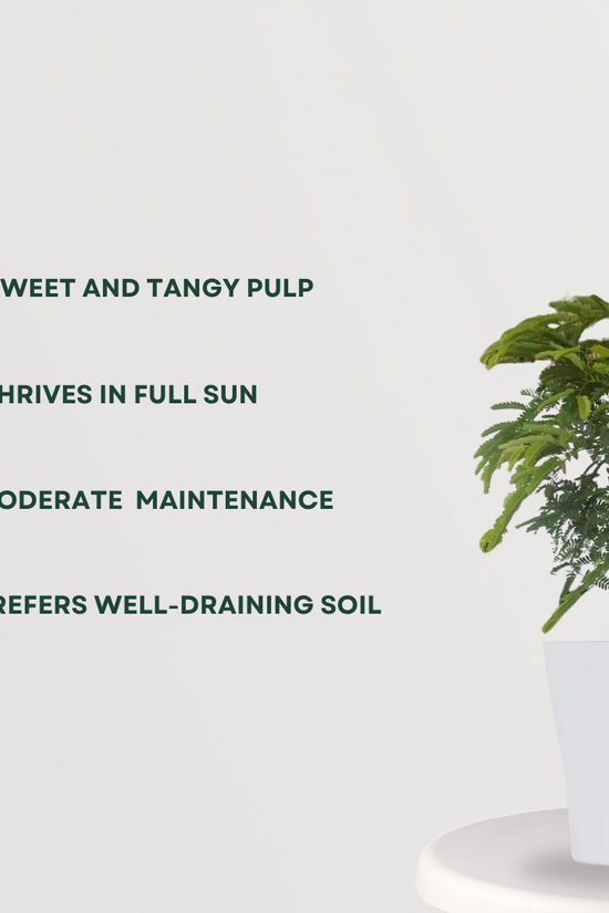 Meethi imli tamarind tree
