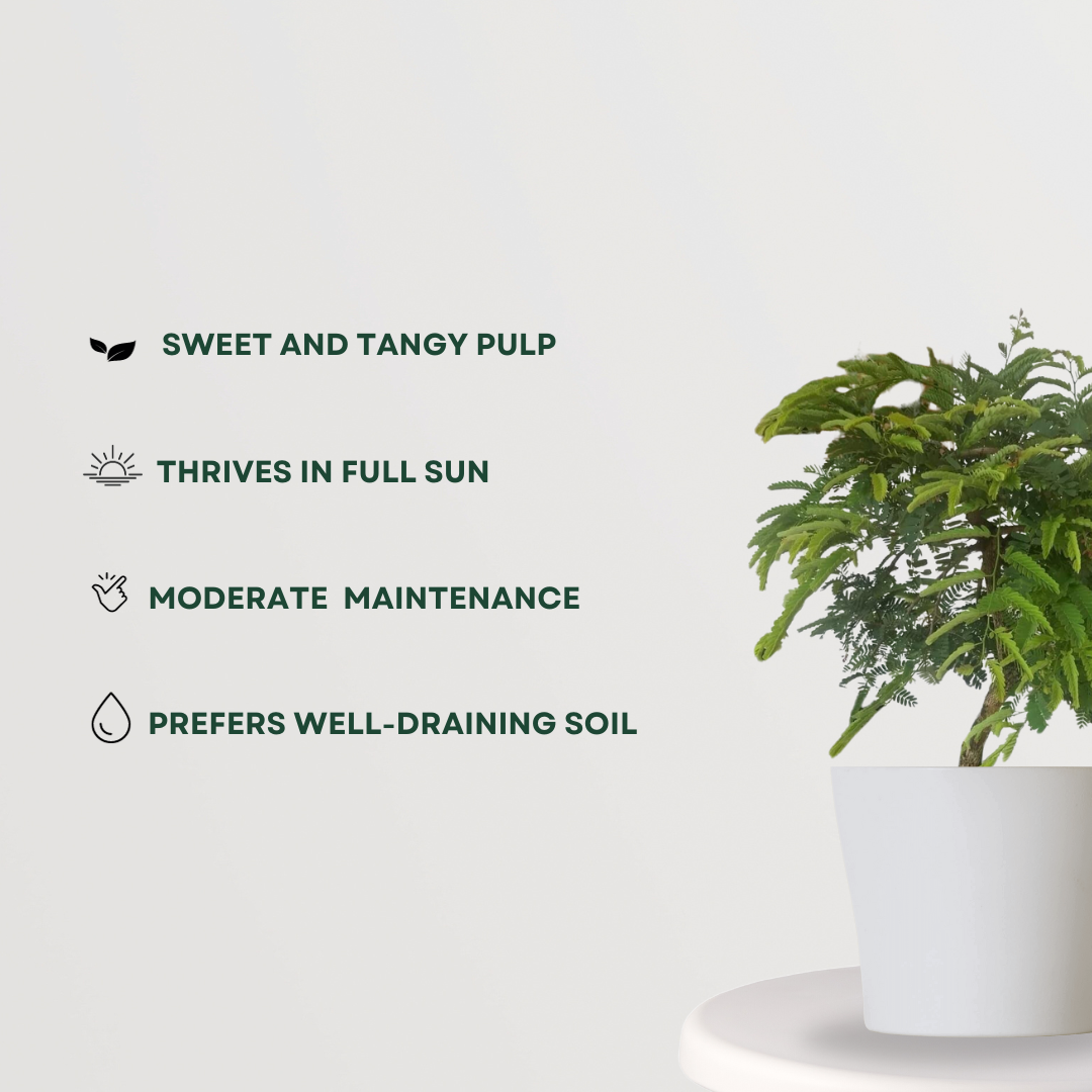 Meethi imli tamarind tree
