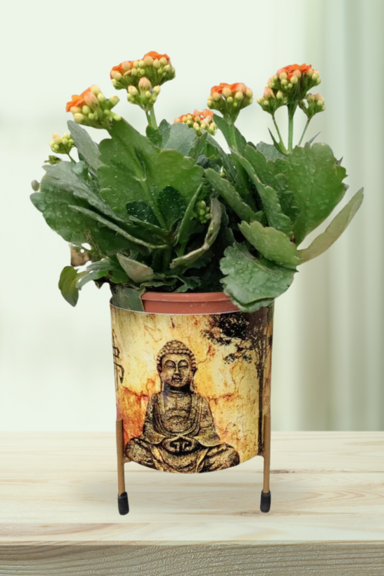 Buddha head planter for garden or indoor use
