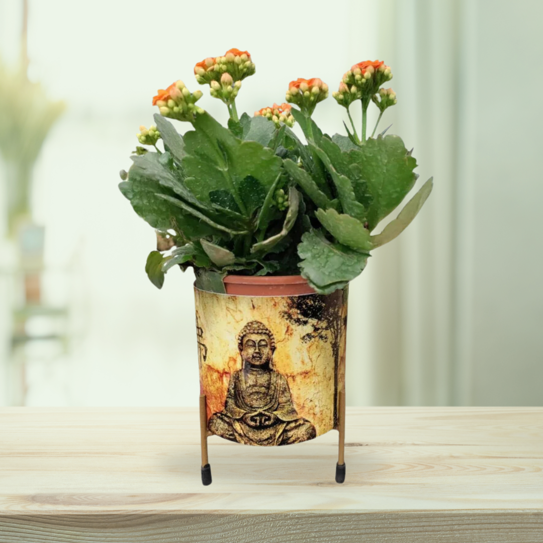 Buddha head planter for garden or indoor use
