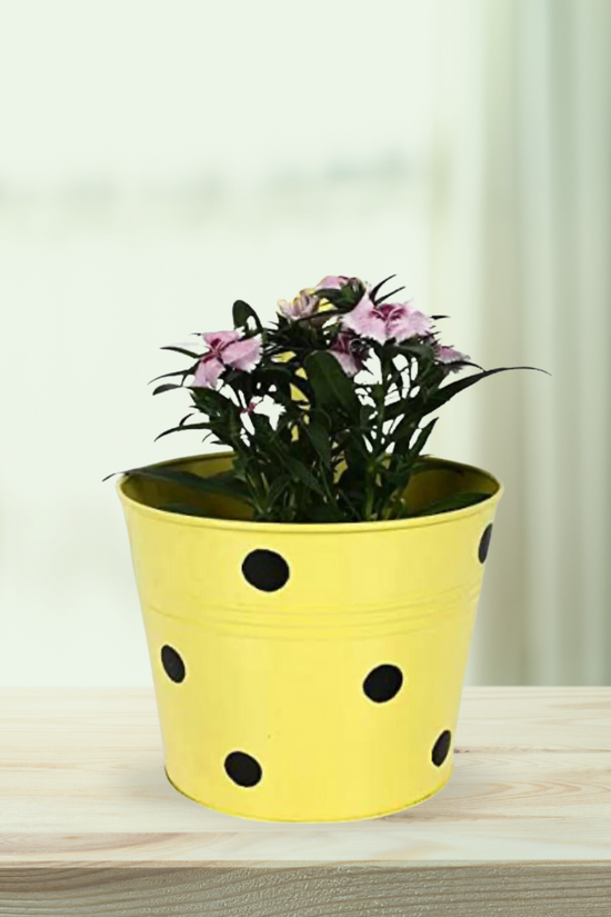 Gardengram Metallic Railing Planters | Hanging Pots | Designer Hanging Planters
