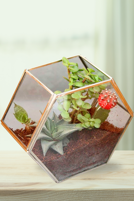 Hexagon glass tabletop planter
