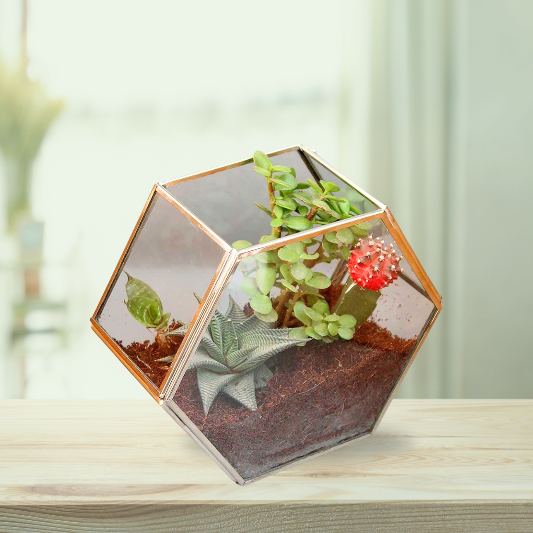 Hexagon glass tabletop planter
