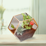 Hexagonal Terranium Planter (without plants) | Home decor - Gardengram
