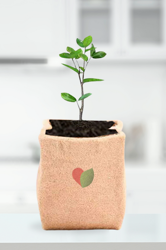 Jute fabric grow bag
