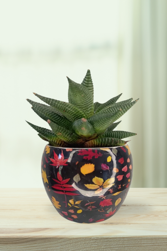 Haworthia combo with planter
