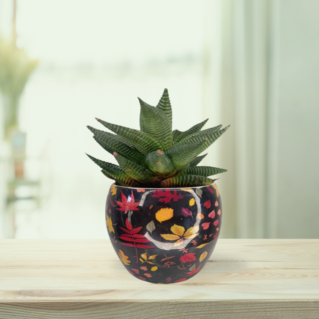 Haworthia combo with planter
