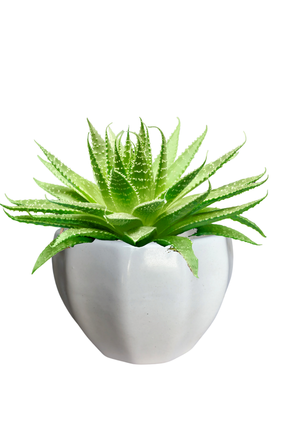 Minimalist white ceramic planter 13 cm x 10 cm