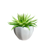 White Minimalist ceramic pot with plant