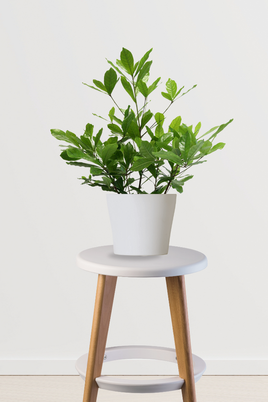 Miracle fruit plant for exotic gardens
