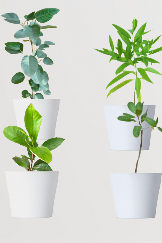 Decorative mixed indoor plant combo