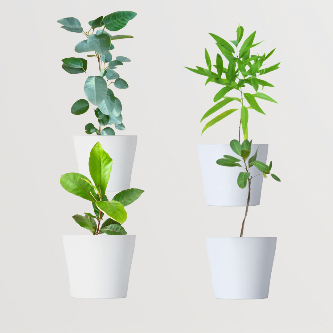 Decorative mixed indoor plant combo