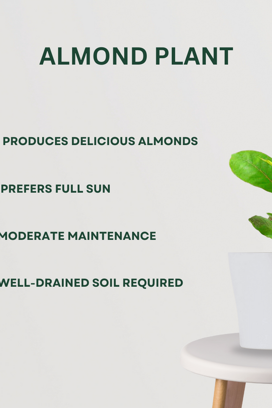 Decorative mixed indoor plant combo