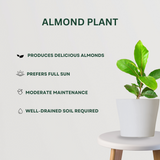 Mixed Plants Combo Almond Plant - Gardengram