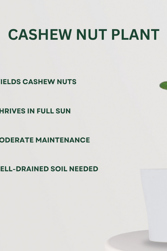 Decorative mixed indoor plant combo