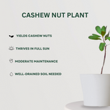 Mixed Plants Combo Cashew Nut - Gardengram
