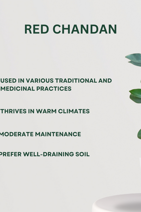 Decorative mixed indoor plant combo