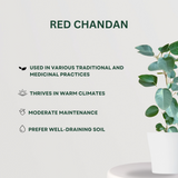 Mixed Plants Combo Red Chandan - Gardengram