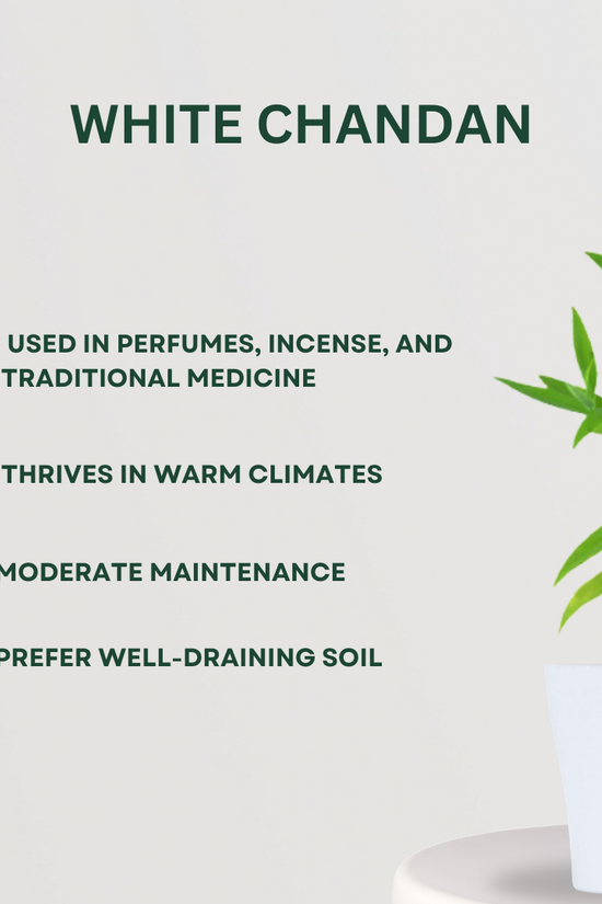 Decorative mixed indoor plant combo